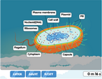 Prokaryotic cell diagram
